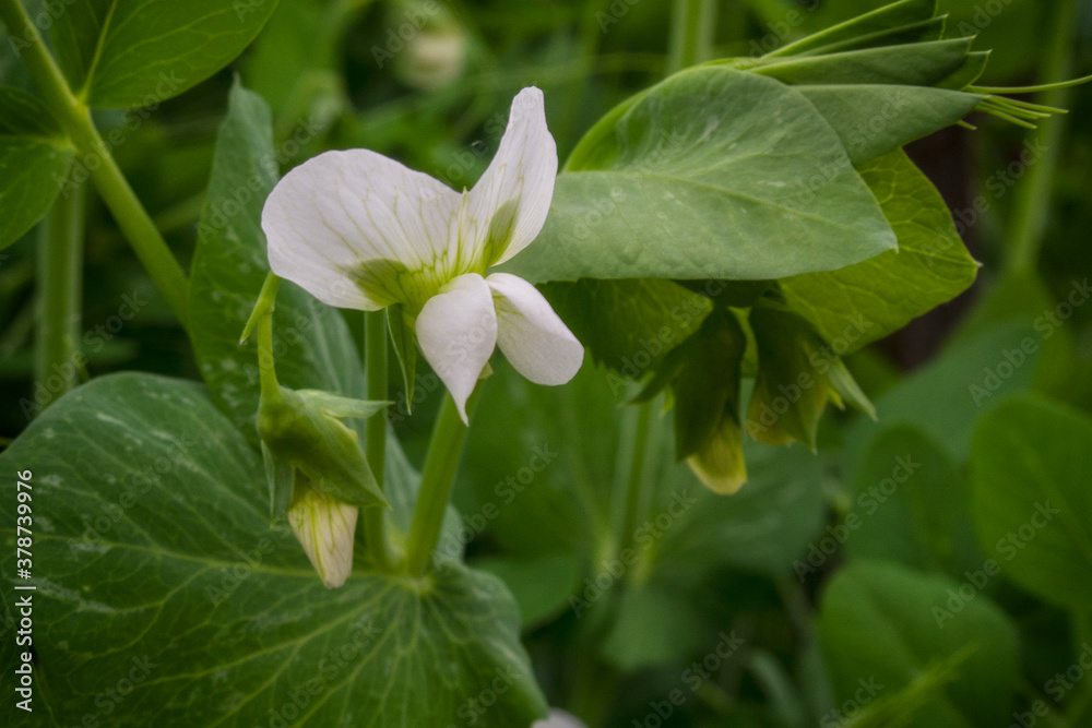 white pea flowers in the garden, peas white pea flowers in the garden, peas