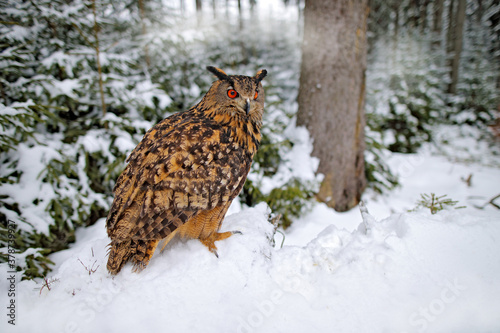 Flying Eurasian Eagle owl with open wings with snowflakes in snowy forest during cold winter.
