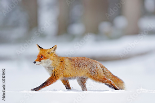 Winter nature. Red fox in white snow. Cold winter with orange fur fox. Hunting animal in the snowy meadow, Japan. Beautiful orange coat animal nature. Wildlife Europe.