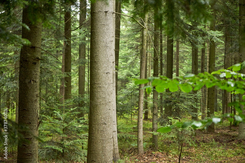 Fototapeta Naklejka Na Ścianę i Meble -  drzewa , las
