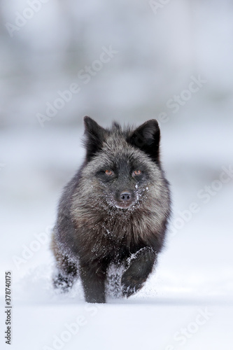 Black silver fox, vulpes vultes, rare form. Black animal in white snow. Winter scene with nice cute mammal. Fox in the snowy forest.