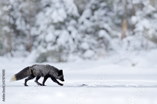 Black silver fox  vulpes vultes  rare form. Black animal in white snow. Winter scene with nice cute mammal. Fox in the snowy forest.