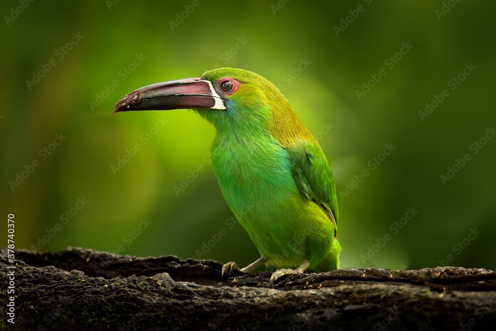 Crimson-rumped Toucanet, Aulacorhynchus haematopygus, green and red small toucan bird in the nature habitat. Exotic animal in tropical forest, green mountain vegetation, Ecuador. Tropic wildlife. - obrazy, fototapety, plakaty 