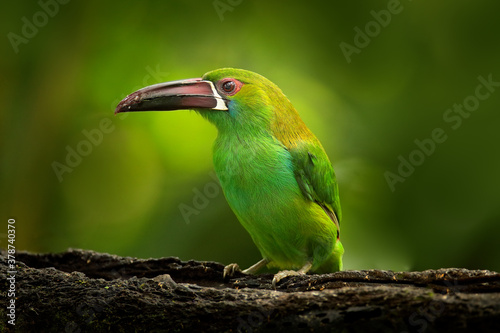 Crimson-rumped Toucanet, Aulacorhynchus haematopygus, green and red small toucan bird in the nature habitat. Exotic animal in tropical forest, green mountain vegetation, Ecuador. Tropic wildlife. photo