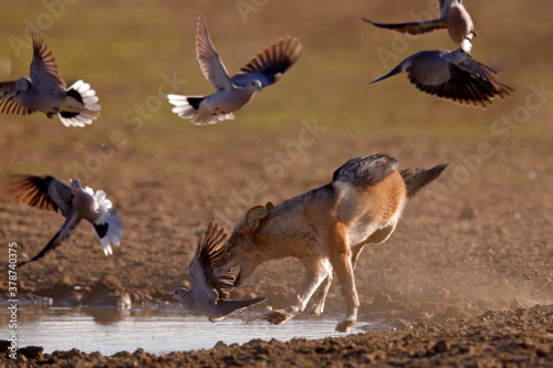 Jackal hunting birds near the waterhole, Polentswa, Botswana in Africa.  Beautiful wildlife scene from Africa with nice sun light. Jackal catch and evening sunlight.  photo