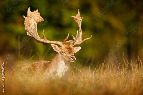 Fallow Deer, Dama dama, in autumn forest, Dyrehave, Denmark. Animal on the forest meadow. Wildlife scene in Europe. Majestic powerful adult  in forest vegetation.