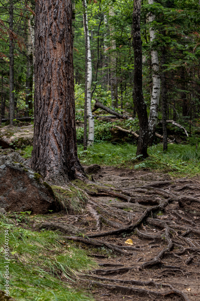 Winding root trail in a pine forest Winding root trail in a pine forest