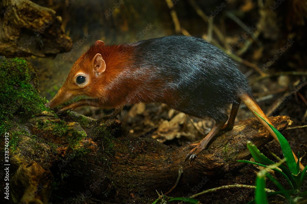 Black and rufous elephant shrew, Rhynchocyon petersi, small cute animal  with long muzzle and long bare tail. Sengi in the nature forest habitat,  Tanzania in Africa. Little mammal, wildlife Africa. Stock Photo |