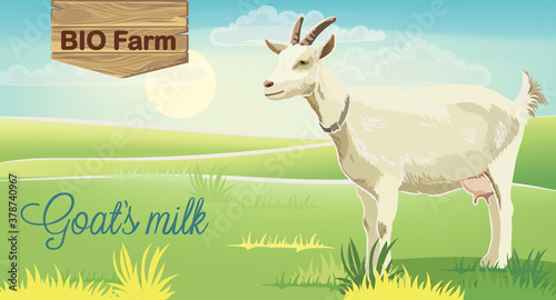 Goat on meadow with sunrise in background. Bio farm milk. Realistic. 3D mocku...