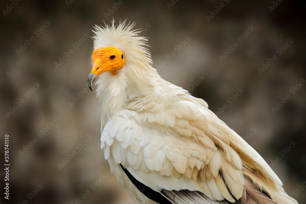 Egyptian vulture close-up detail, Neophron percnopterus, big bird of prey sitting on the stone in nature habitat, Turkey. White vulture with yellow bill. Egyptian vulture close-up detail, Neophron percnopterus, big bird of prey sitting on the stone in nature habitat, Turkey. White vulture with yellow bill.