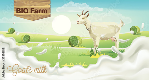 Goat on meadow with hay bales. Splashing bio farm milk. Realistic. 3D mockup product placement