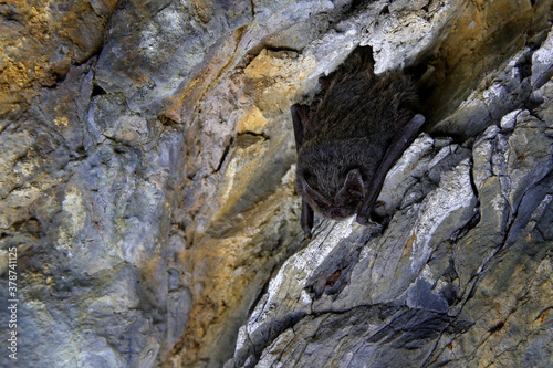 Western barbastelle, Barbastella barbastellus, in the nature cave habitat, Cesky kras, Czech. Wildlife scene from grey rock tunnel. Night bat hidden in the hole.