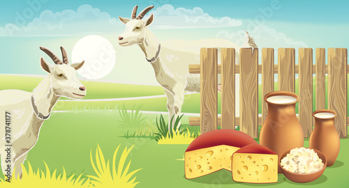 Two goats and meadow near a fence with cheese, cottage cheese and milk on the...