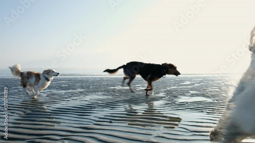 Beautiful dog running on the beach
