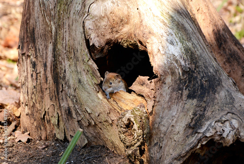 Little mouse looks out of the old stump