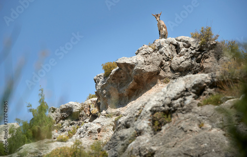 Photograph of a herd of mountain goats on some rocks