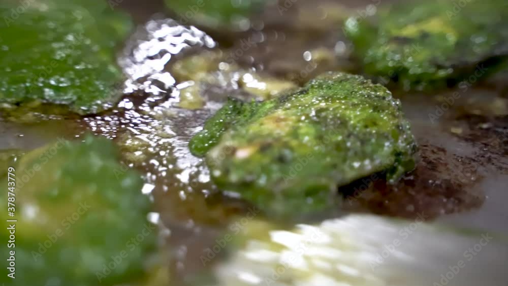 Chicken Chermoula In A Flat Plate Griddle Grill Turned By Using Stainless Steel Spatula. - Close Up Shot Chicken Chermoula In A Flat Plate Griddle Grill Turned By Using Stainless Steel Spatula. - Close Up Shot