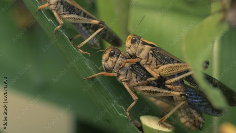 Couple of grasshoppers sitting on plant during pairing period.Static close up shot. Couple of grasshoppers sitting on plant during pairing period.Static close up shot.
