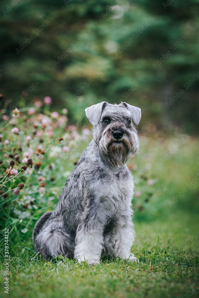 Standart schnauzer posing outside. Purebred dog posing.