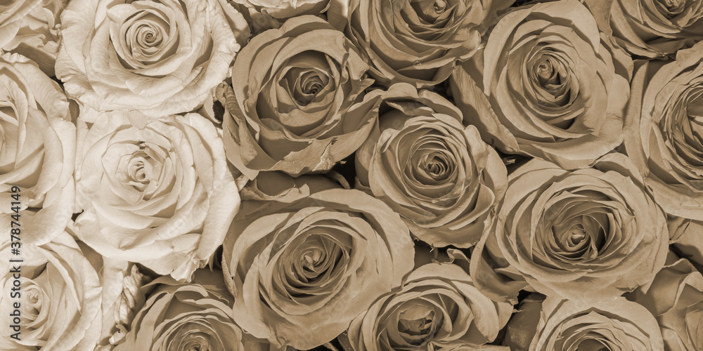 Background of beautiful flowers. Сlose up. Panorama. Background of beautiful flowers. Сlose up. Panorama.