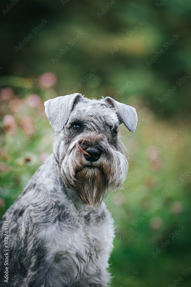 Standart schnauzer posing outside. Purebred dog posing.