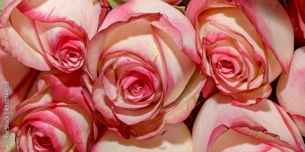 Background of beautiful flowers. Сlose up. Panorama. Background of beautiful flowers. Сlose up. Panorama.
