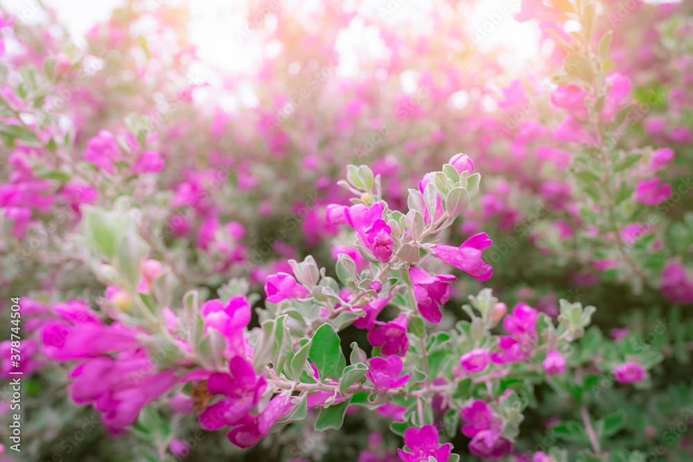 Pink flower in the morning with sunlight. Selective focus pink flower with green leaves on blurred bokeh background of ornamental plant in the park or backyard. Love and romantic background. Nature. Pink flower in the morning with sunlight. Selective focus pink flower with green leaves on blurred bokeh background of ornamental plant in the park or backyard. Love and romantic background. Nature.