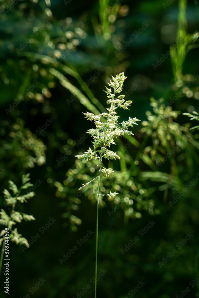 Blades of grass and panicles in the woods