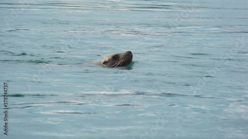 Steller Sea Lion Eyes Camera and Takes a Breath Before Diving Into Water in Inian Islands, Southeast Alaska photo