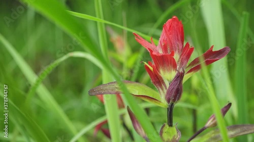 Red Indian Paintbrush Flower in Bloom in Green Grasses of Temperate Rainforest, Southeast Alaska photo