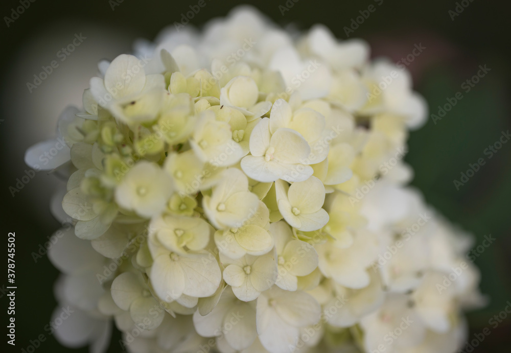 Obraz premium Delicate white flowers of Gortensia. The flowering bush of Hortensia. A small depth of field.