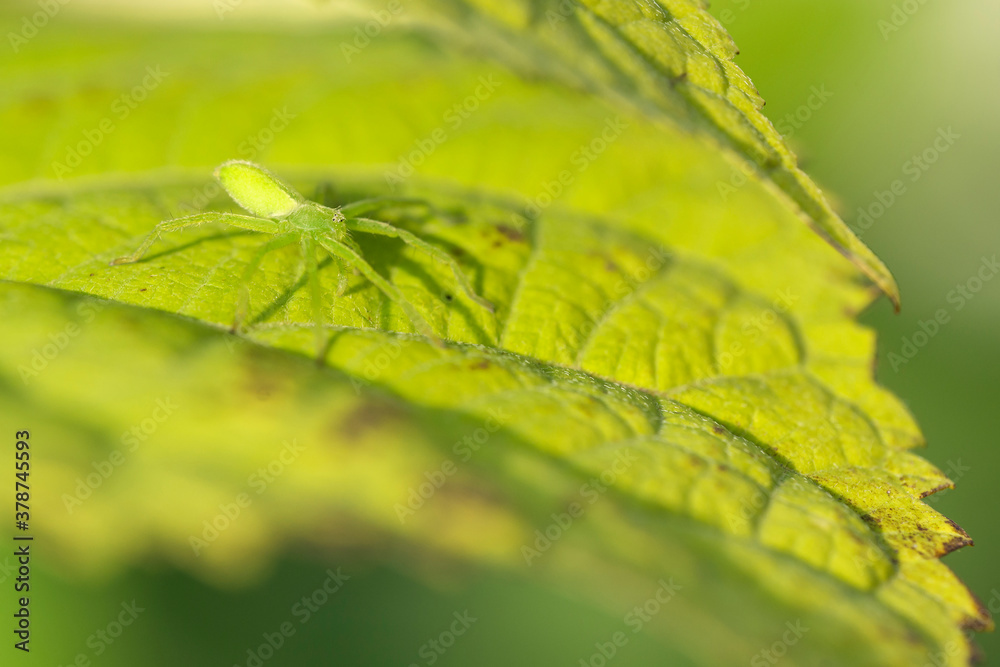 The micromata (Micrommata virescens) on a leaf of Gortensia. Spider