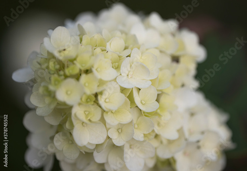Delicate white flowers of Gortensia. The flowering bush of Hortensia. A small depth of field.