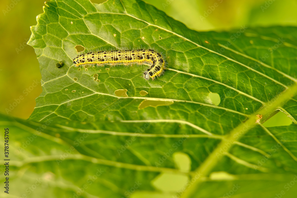 The voracious yellow-green shaggy with black dots of the caterpillar destroys fresh foliage. Pests threaten the garden site.
