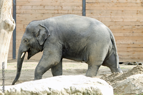 asiatischer_Elephant photo