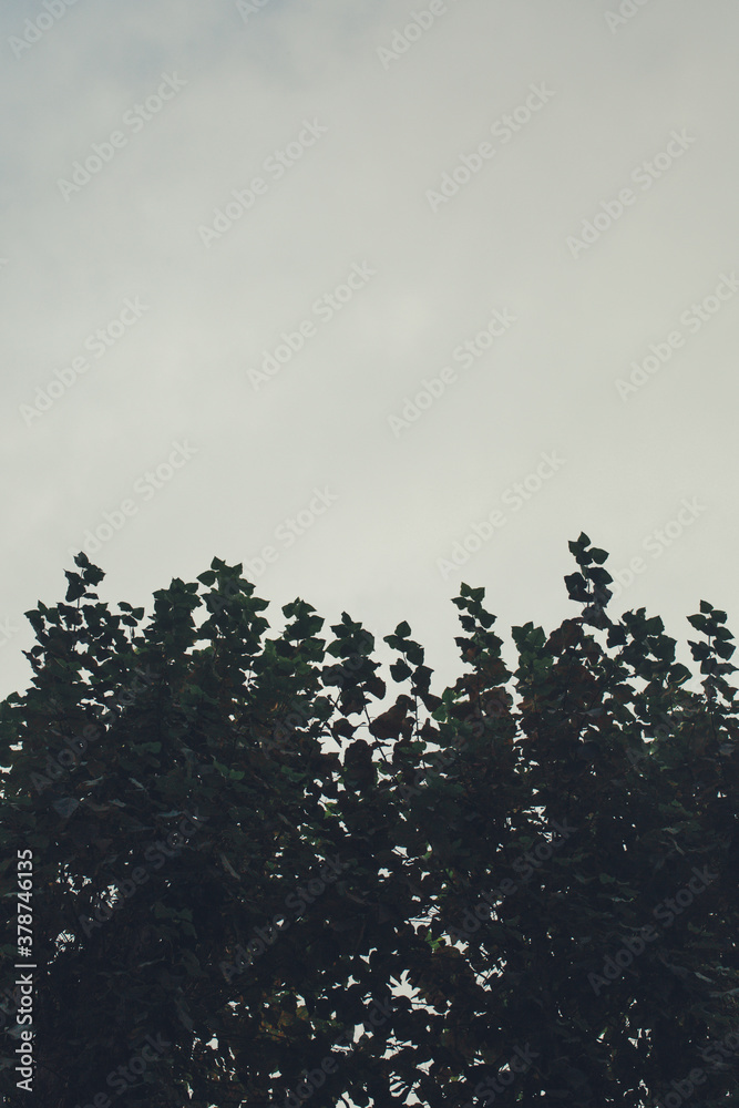 Environment, European Park, color landscape photo of wild trees