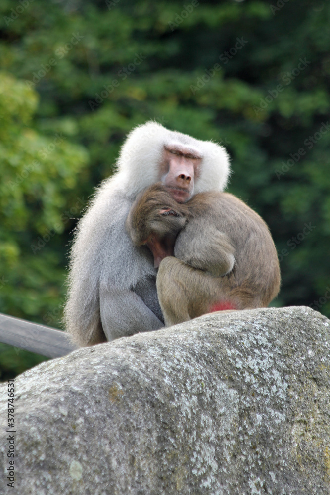 Naklejka premium Mantelpavian