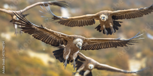 Griffon vultures flying in mist