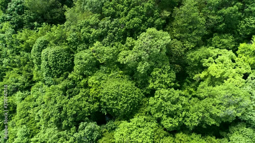 Green wild forest, aerial top down view. Mystery jungle. Green wild forest, aerial top down view. Mystery jungle.