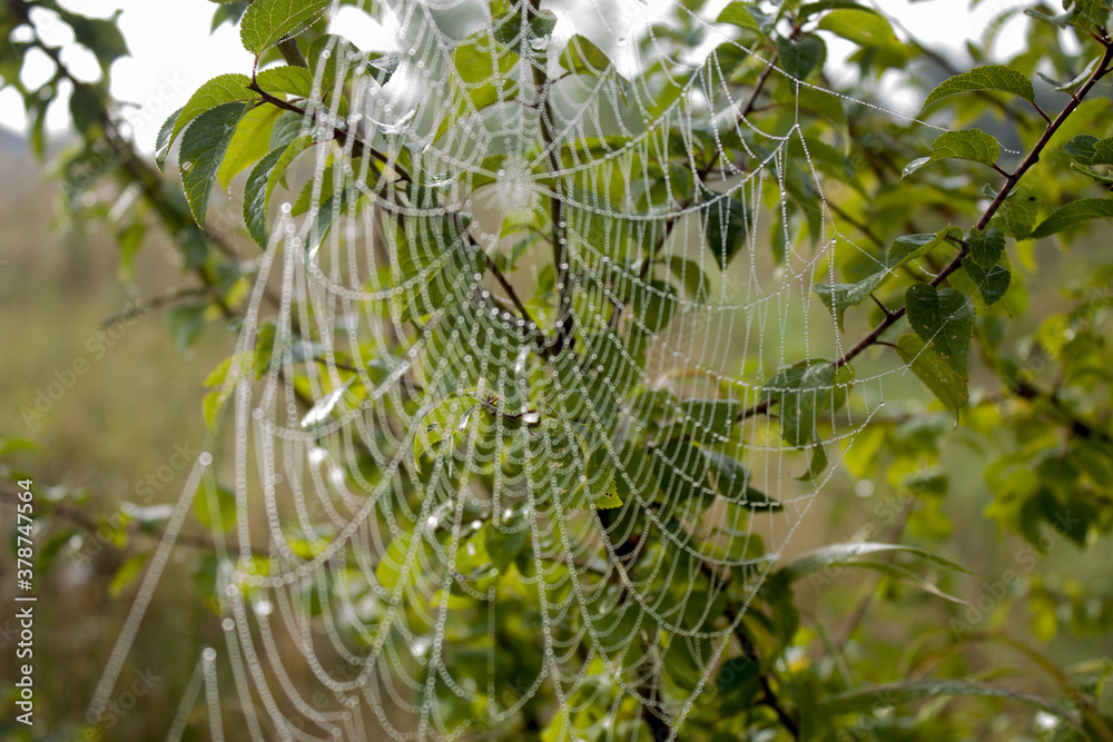 Fototapeta premium spider's web on the green branch of tree autumn