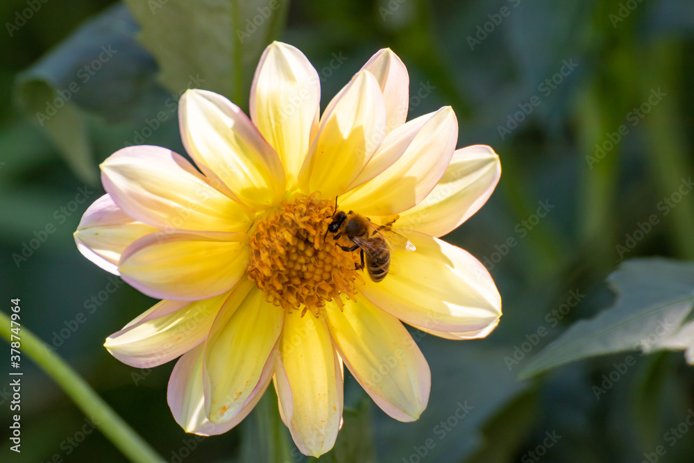Close up of a beautiful flower in the garden at summer time Close up of a beautiful flower in the garden at summer time
