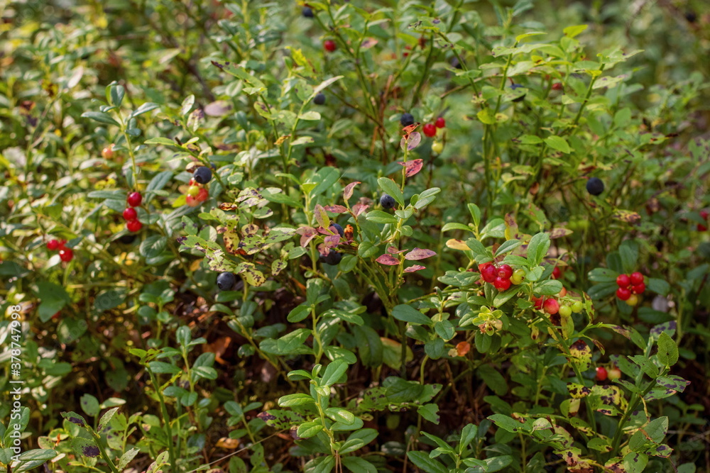 Forest under your feet: blueberries and lingonberries Forest under your feet: blueberries and lingonberries
