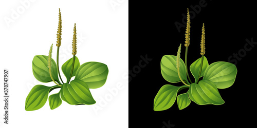 Plantain isolated. Realistic blooming plantain. Medical herb vector illustration.