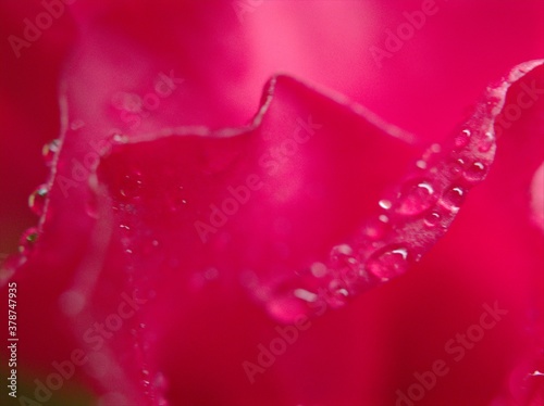 Closeup macro pink petals of rose flower with water drops and blurred background  soft focus  sweet color for wedding card design  droplets on flower  dew on pink hibiscus petal