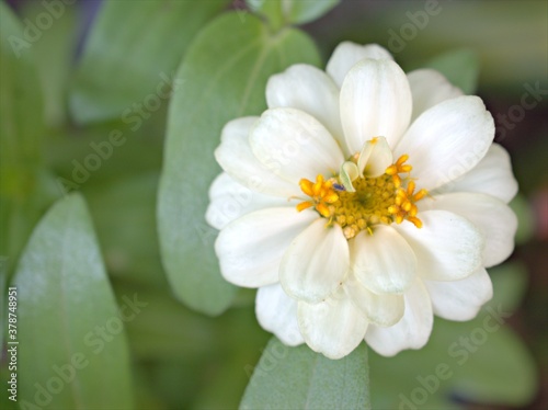 Closeup white petals of Zinnia angustifolia flower plants in garden with green blurred background  macro image  sweet color for card design