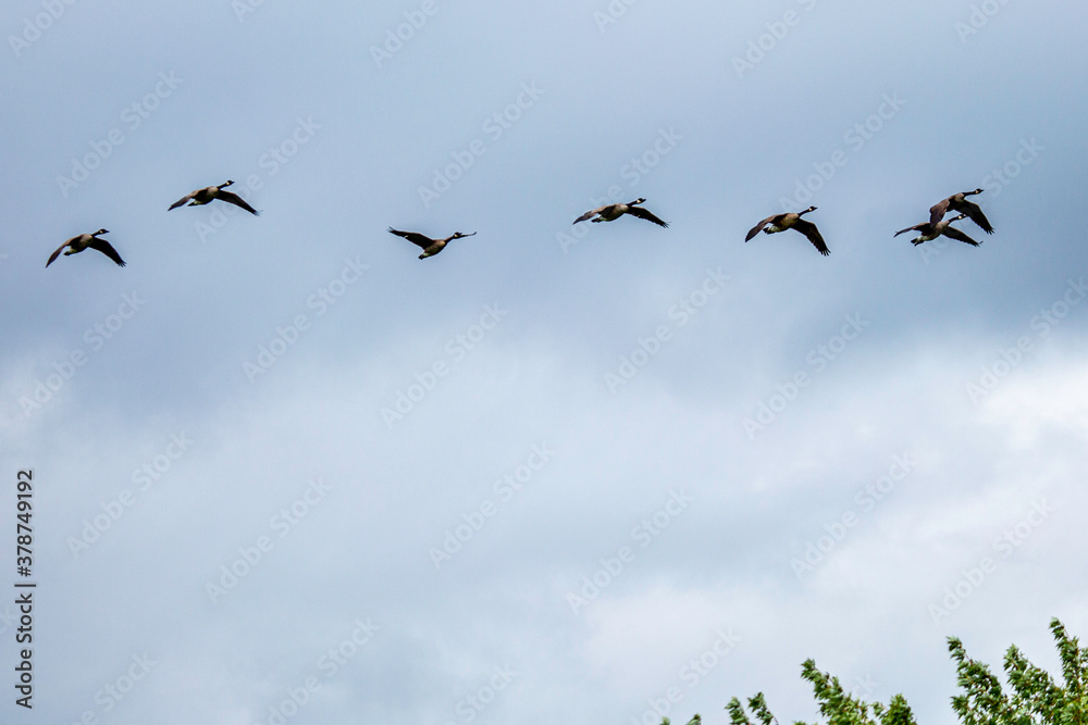 Geese flying South Geese flying South