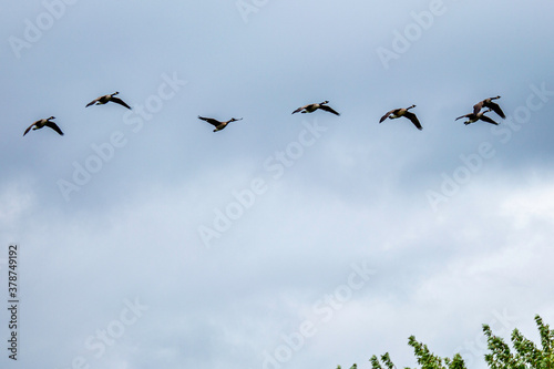 Geese flying South