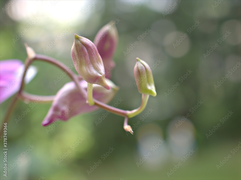 Closeup macro petals purple cooktown orchid ,Dendrobium bigibbum orchid flower plants with water drops in garden and soft focus with blurred background, sweet color for card design Closeup macro petals purple cooktown orchid ,Dendrobium bigibbum orchid flower plants with water drops in garden and soft focus with blurred background, sweet color for card design