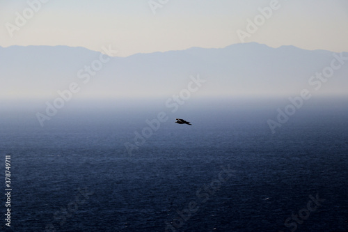 Seagull flying over the sea with mountain background