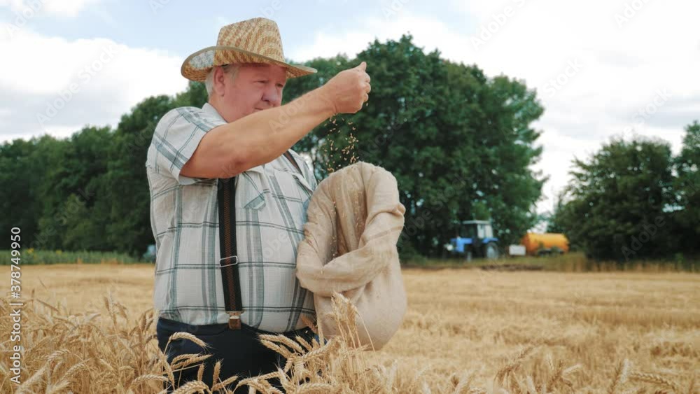Mature farmer man standing in a wheat field during harvesting, he controls the harvesting process. Hands of adult farmer touching wheat grains. Agribusiness concept. Mature farmer man standing in a wheat field during harvesting, he controls the harvesting process. Hands of adult farmer touching wheat grains. Agribusiness concept.